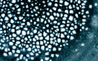 Le microbiote reproducteur : un allié souvent oublié de la fertilité